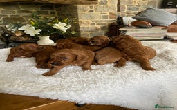 Irish Doodle dogs for sale: Stunning F1 mini Irish  Doodles  - Image 15