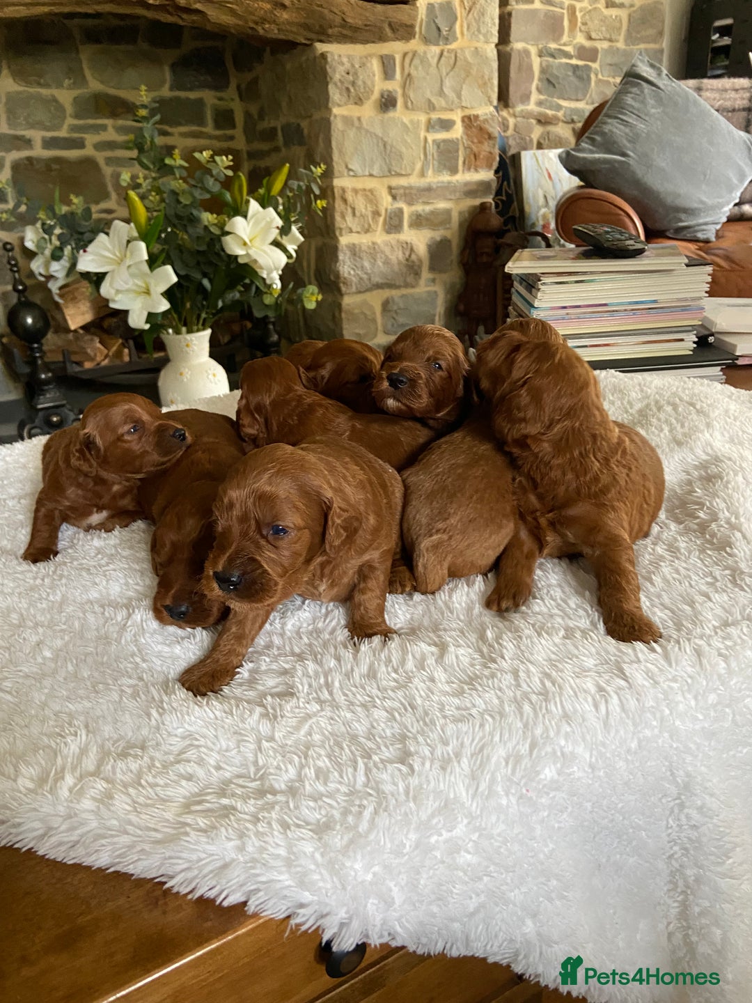 Irish Doodle dogs for sale: Stunning F1 mini Irish  Doodles  - Image 15