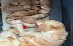 Goldador dogs for sale: Goldador puppies - Advert 4