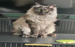 Domestic Shorthair cats for sale: Two ginger boys for sale / half maine coon - Image 3
