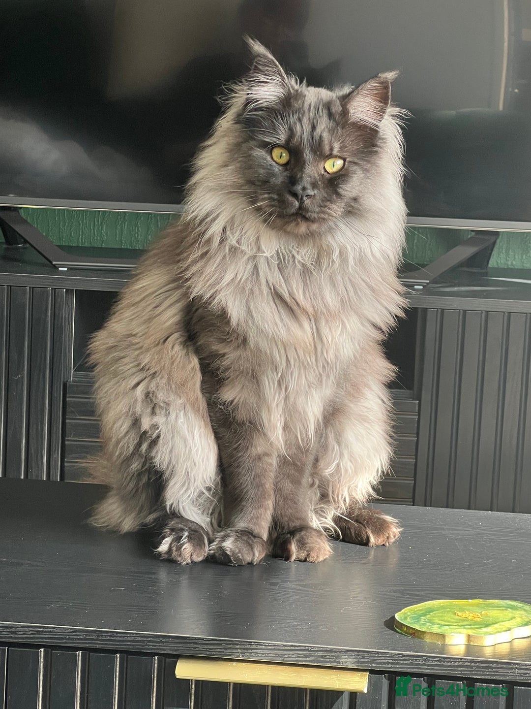 Domestic Shorthair cats for sale: Two ginger boys for sale / half maine coon - Image 3