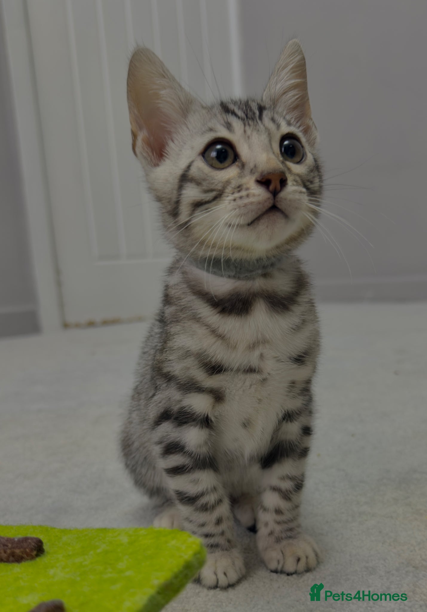 Bengal cats Bengal kittens🐆 - Advert 8