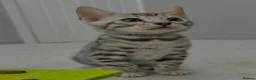 Bengal cats for sale: Bengal kittens🐆 - Advert 1