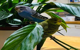 Budgerigars birds for sale: 2 baby budgies and stunning cage  - Image 5