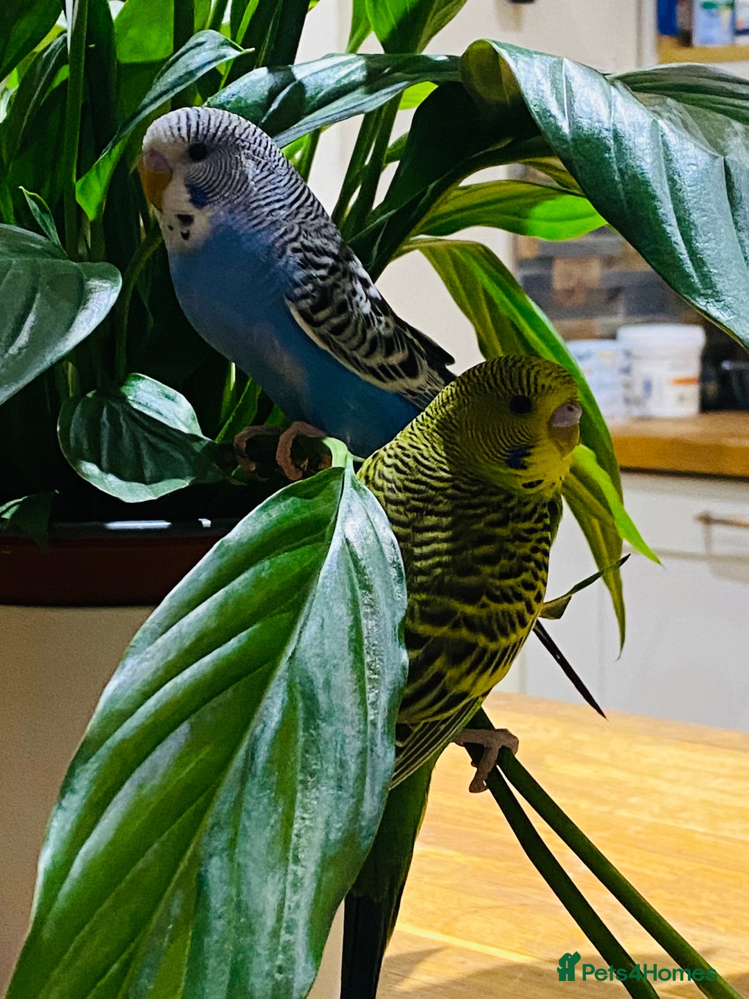 Budgerigars birds for sale: 2 baby budgies and stunning cage  - Image 5