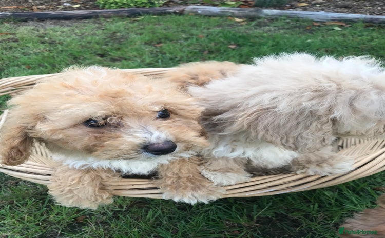 Cavapoochon dogs - Advert 1