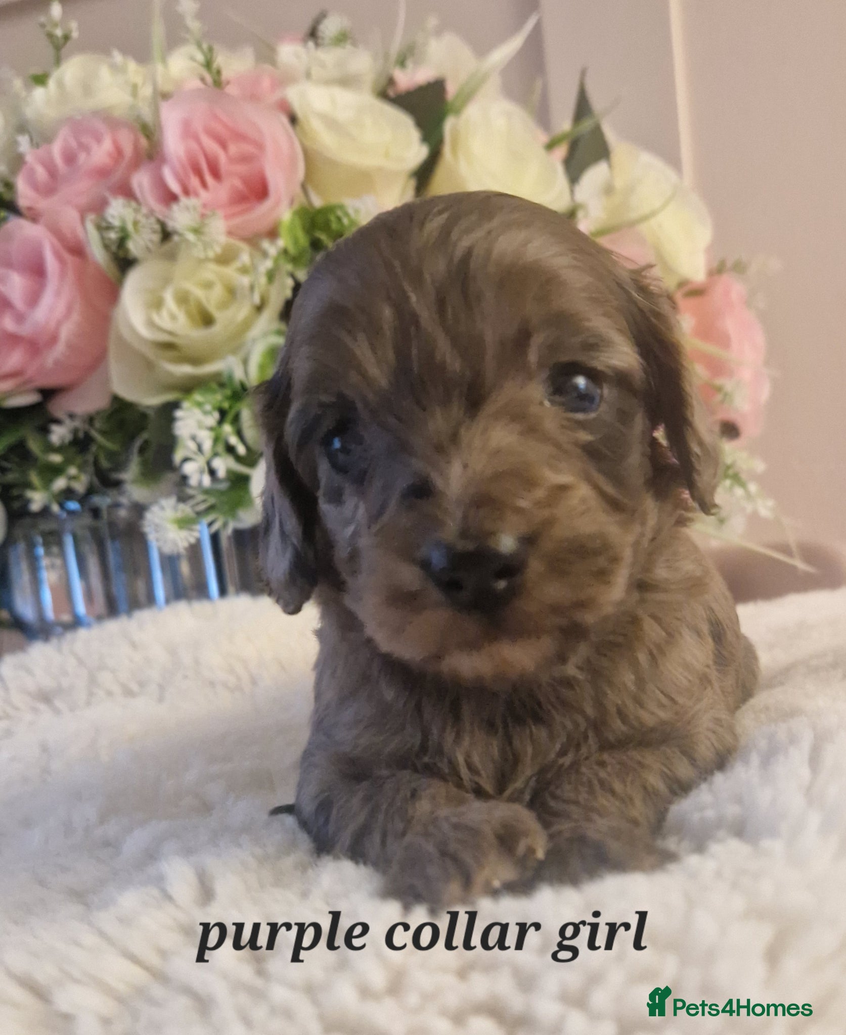 Doxiepoo dogs Daxipoo puppies  - Advert 1