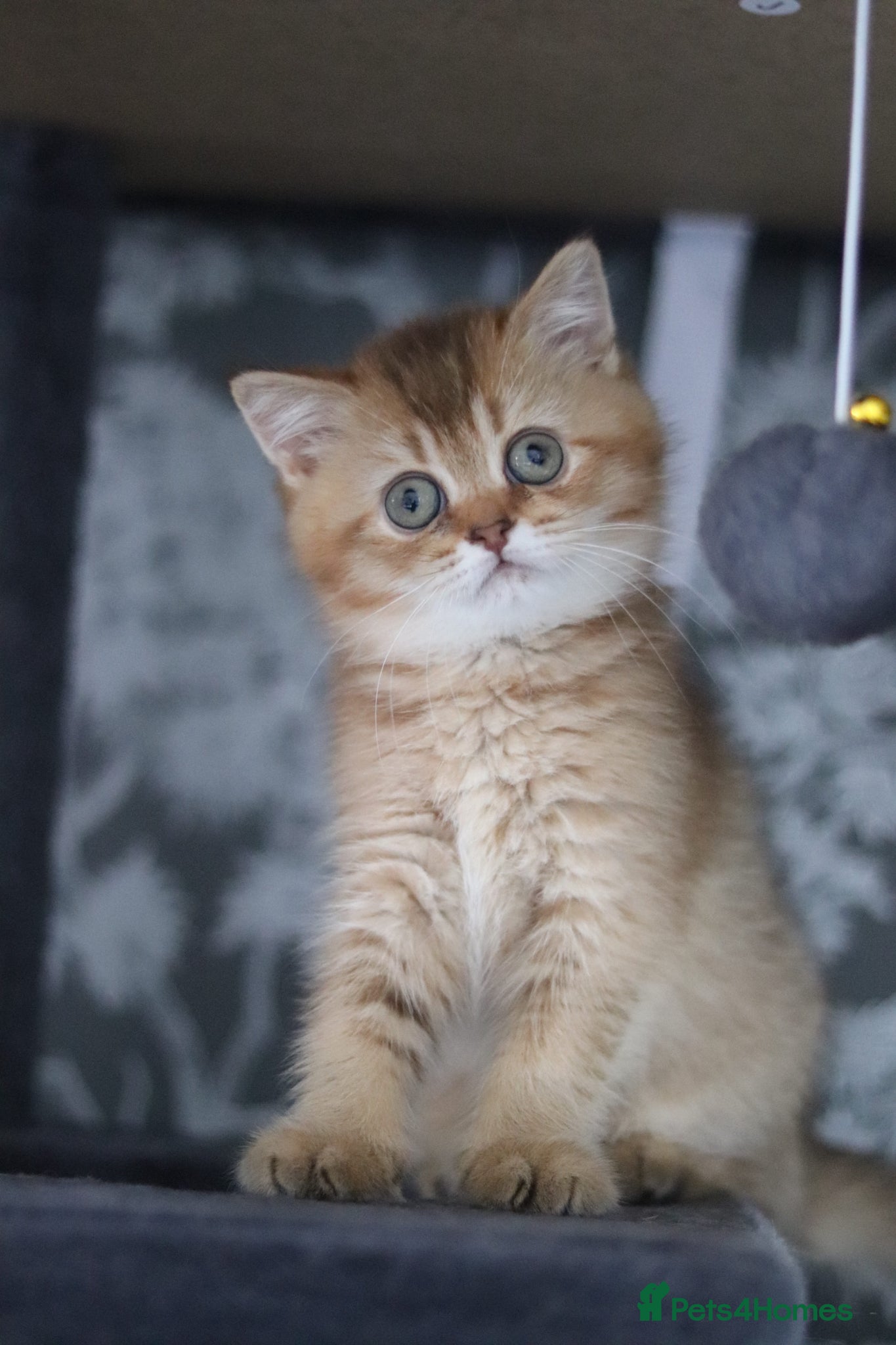 British Shorthair cats 🌟 Luxury Champion line Golden BSH🌟 - Advert 2