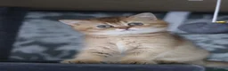 British Shorthair cats for sale: 🌟 Luxury Champion line Golden BSH🌟 - Advert 6