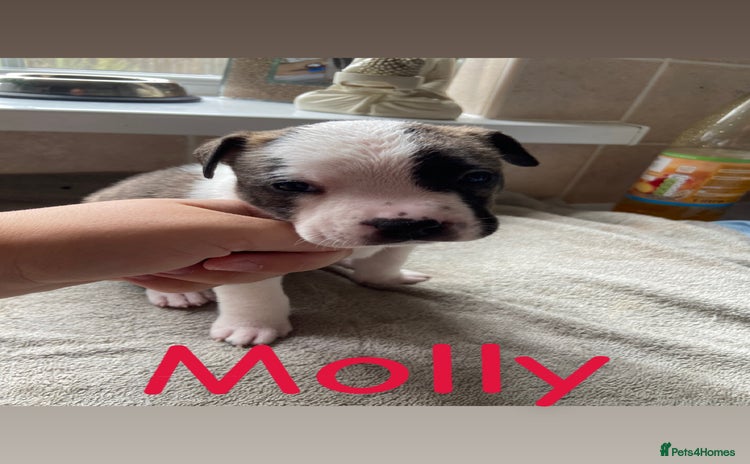 Mixed Breed dogs - Advert 1