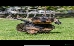 Dachshund dogs for sale: Wire haired Dachshund Teckel Puppies - Advert 13