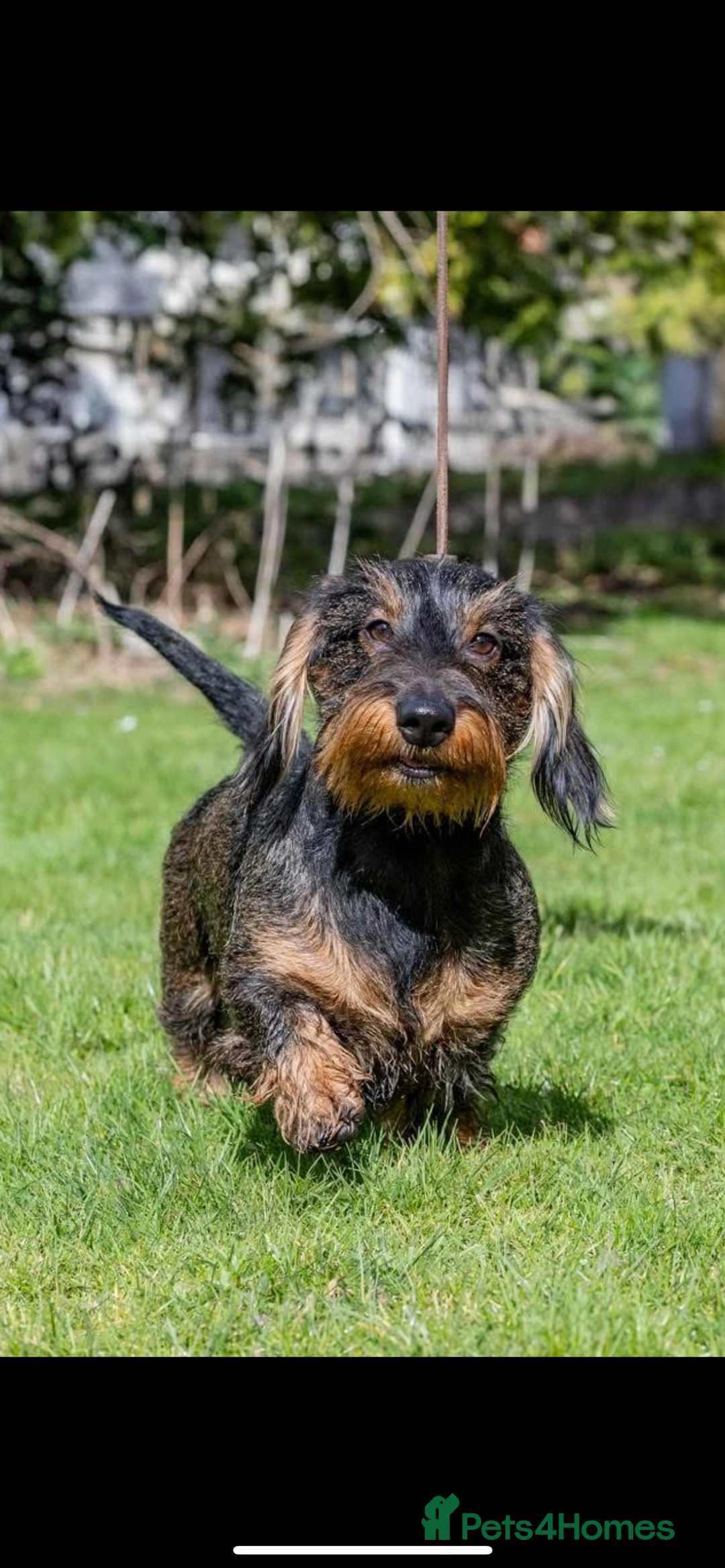 Dachshund dogs for sale: Wire haired Dachshund Teckel Puppies - Advert 13