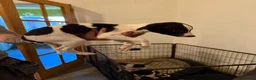 Whippet dogs for sale: 4 girls 1 boy whippet puppies  in Saltburn-by-the-Sea - Advert 2