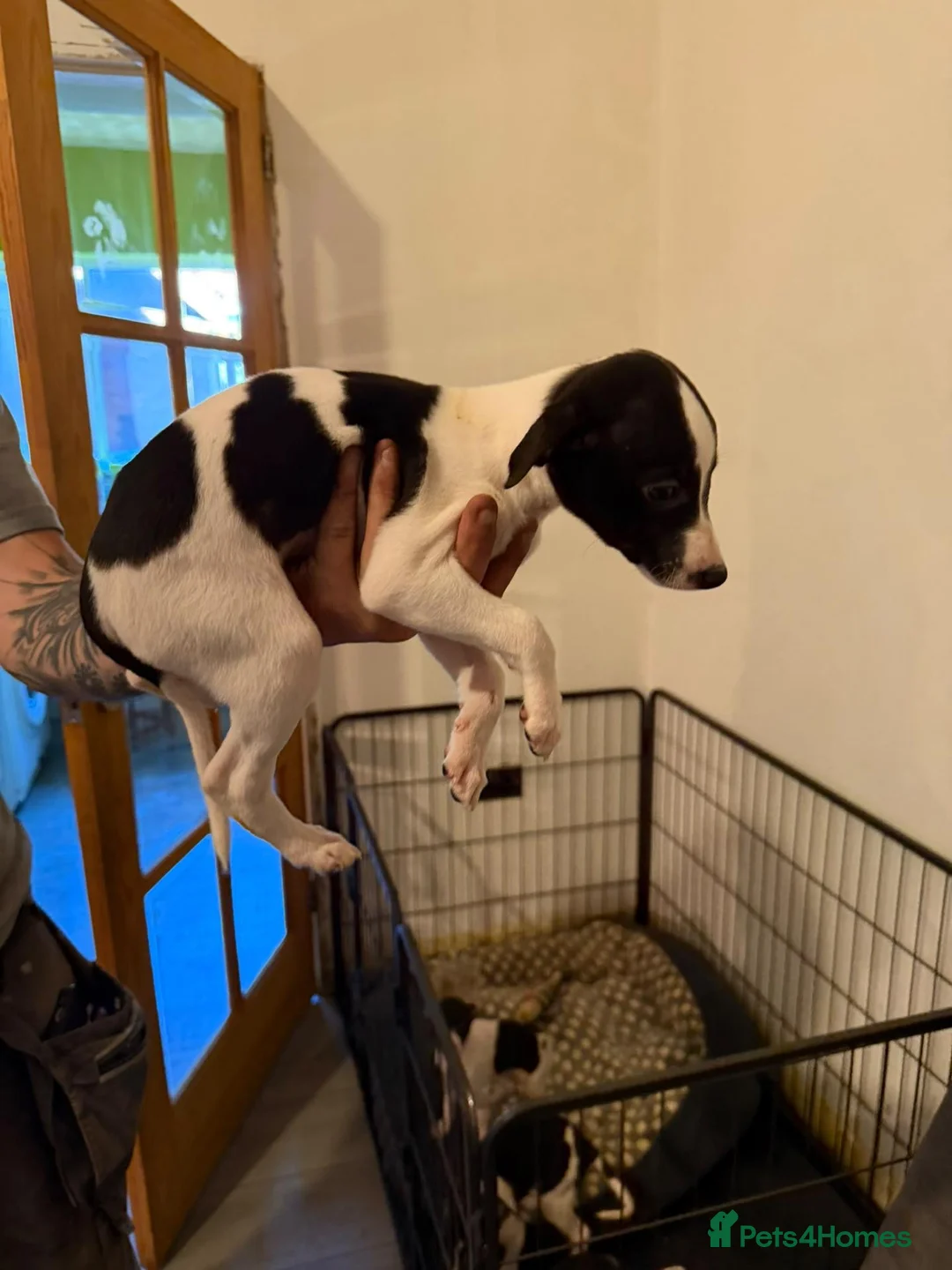 Whippet dogs for sale: 4 girls 1 boy whippet puppies  in Saltburn-by-the-Sea - Advert 2