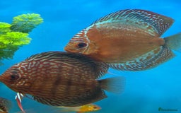 Discus fish for sale: 10 discus for sale due to house move - Advert 11