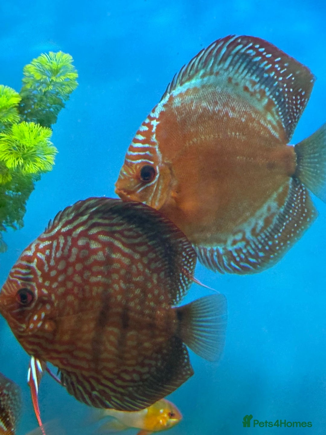 Discus fish for sale: 10 discus for sale due to house move - Advert 11