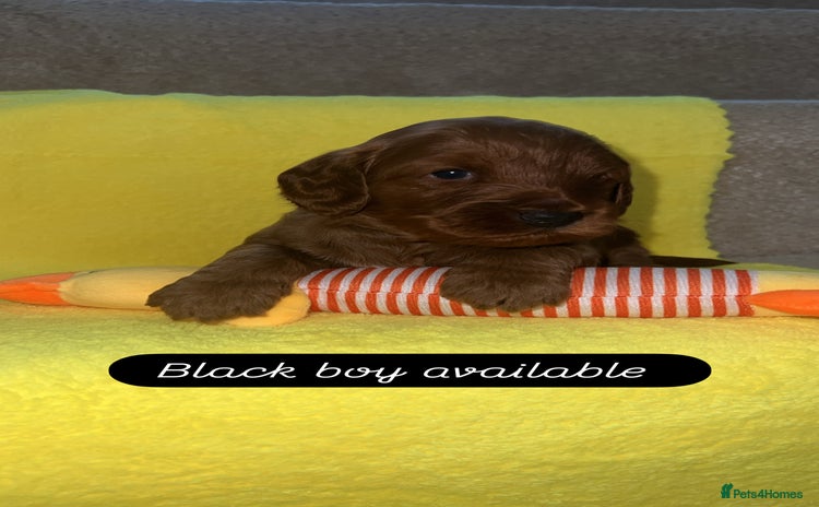 Cockapoo dogs - Advert 2