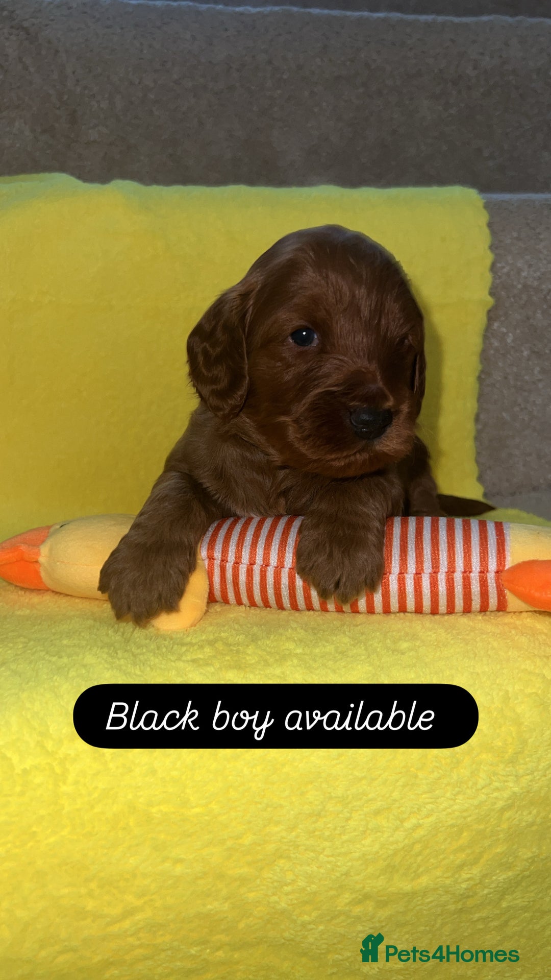 Cockapoo dogs for sale: FOX RED COCKAPOOS ⭐️⭐️ - Advert 9
