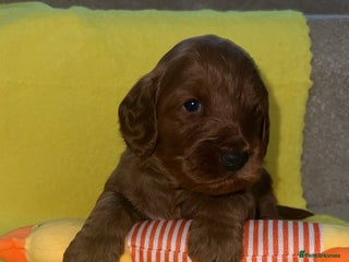 Cockapoo dogs - Advert 26