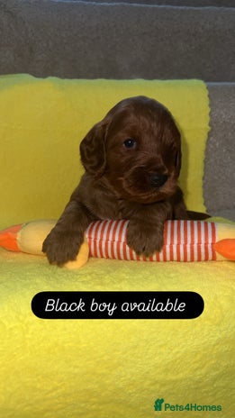 Cockapoo dogs - Advert 2