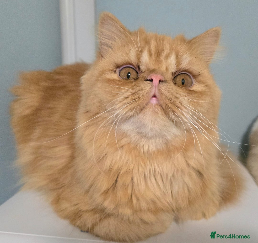 Persian cats for sale: Ginger Persian Boy for Loving Home in London - Image 3