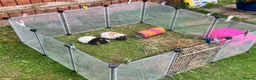 Guinea Pig rodents for sale: 2 x Female Guinea Pigs in Hereford - Advert 1
