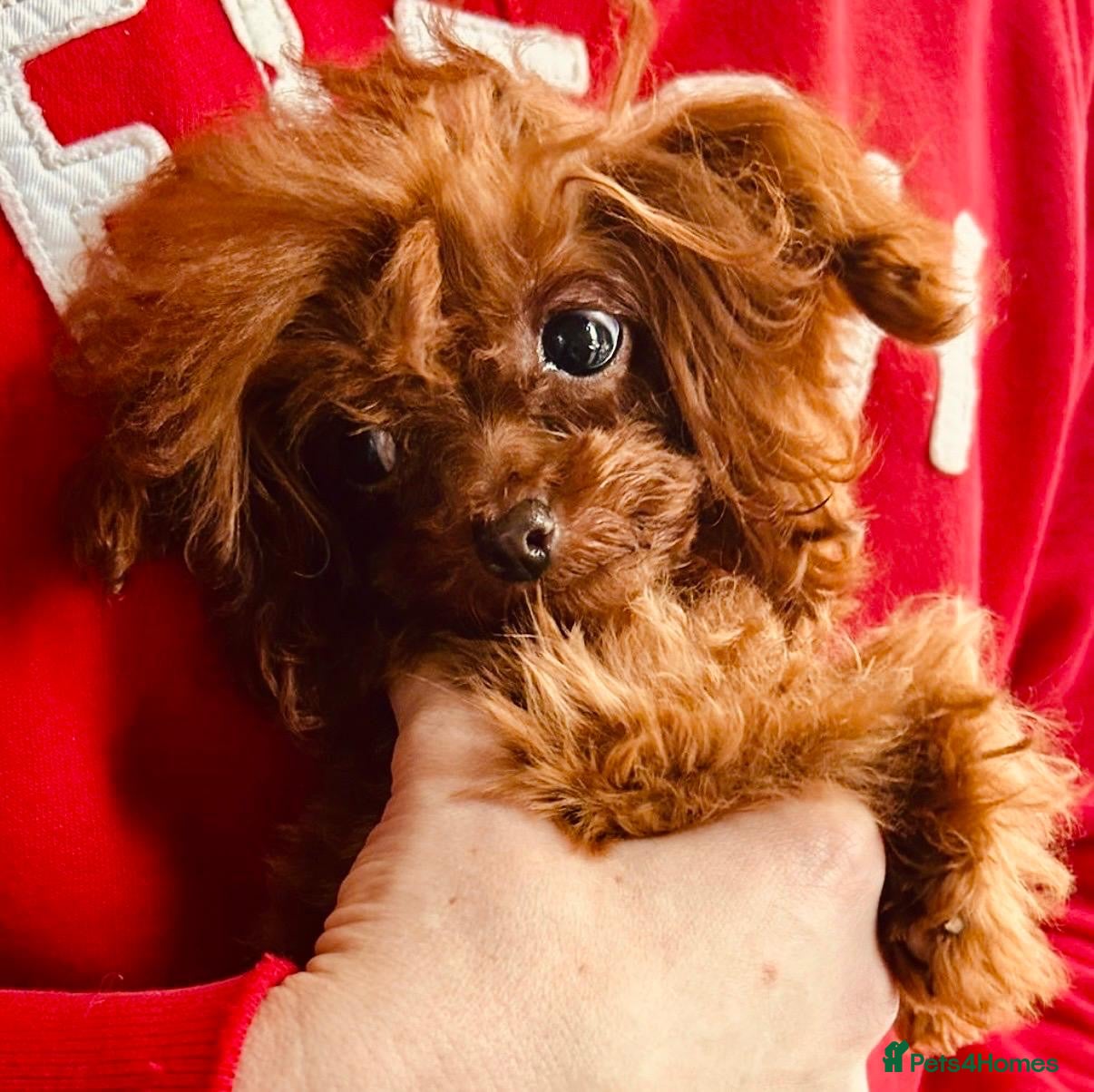 Toy Poodle dogs Rare Poodle (Under 1kg) - Advert 11