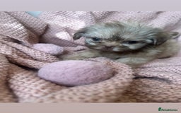 Shih Tzu dogs for sale: ONE PUPPY AVAILABLE READY NOW - Image 21