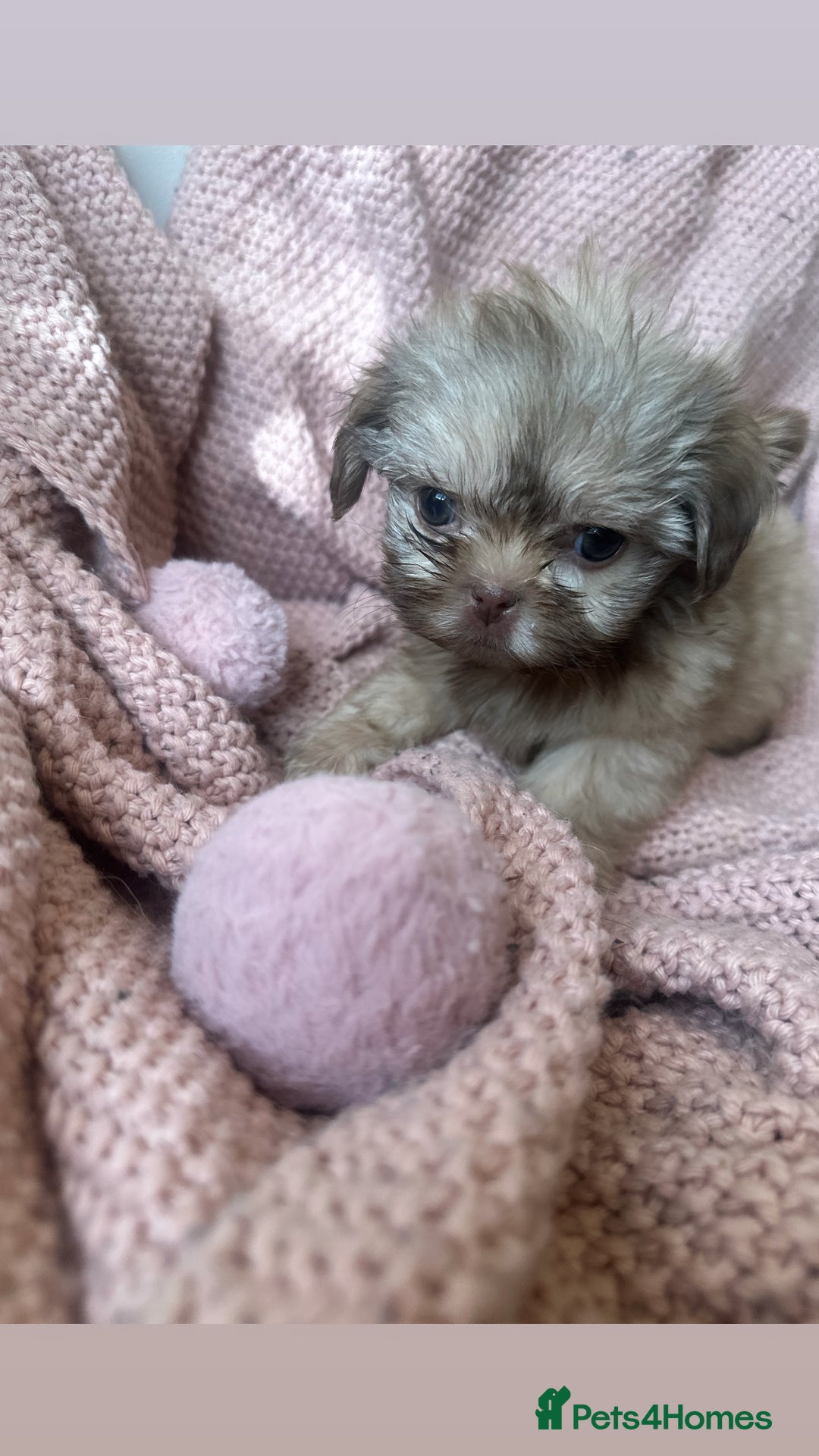 Shih Tzu dogs for sale: ONE PUPPY AVAILABLE READY NOW - Image 21