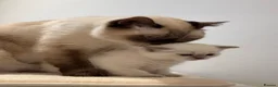 British Shorthair cats for sale: British shorthair colourpoint kittens - Advert 24