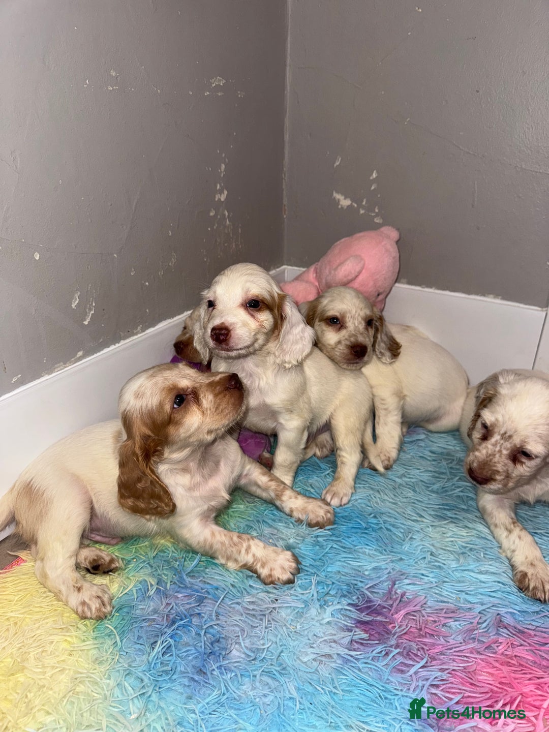 Cocker Spaniel dogs for sale: Cocker spaniel puppies  - Image 8