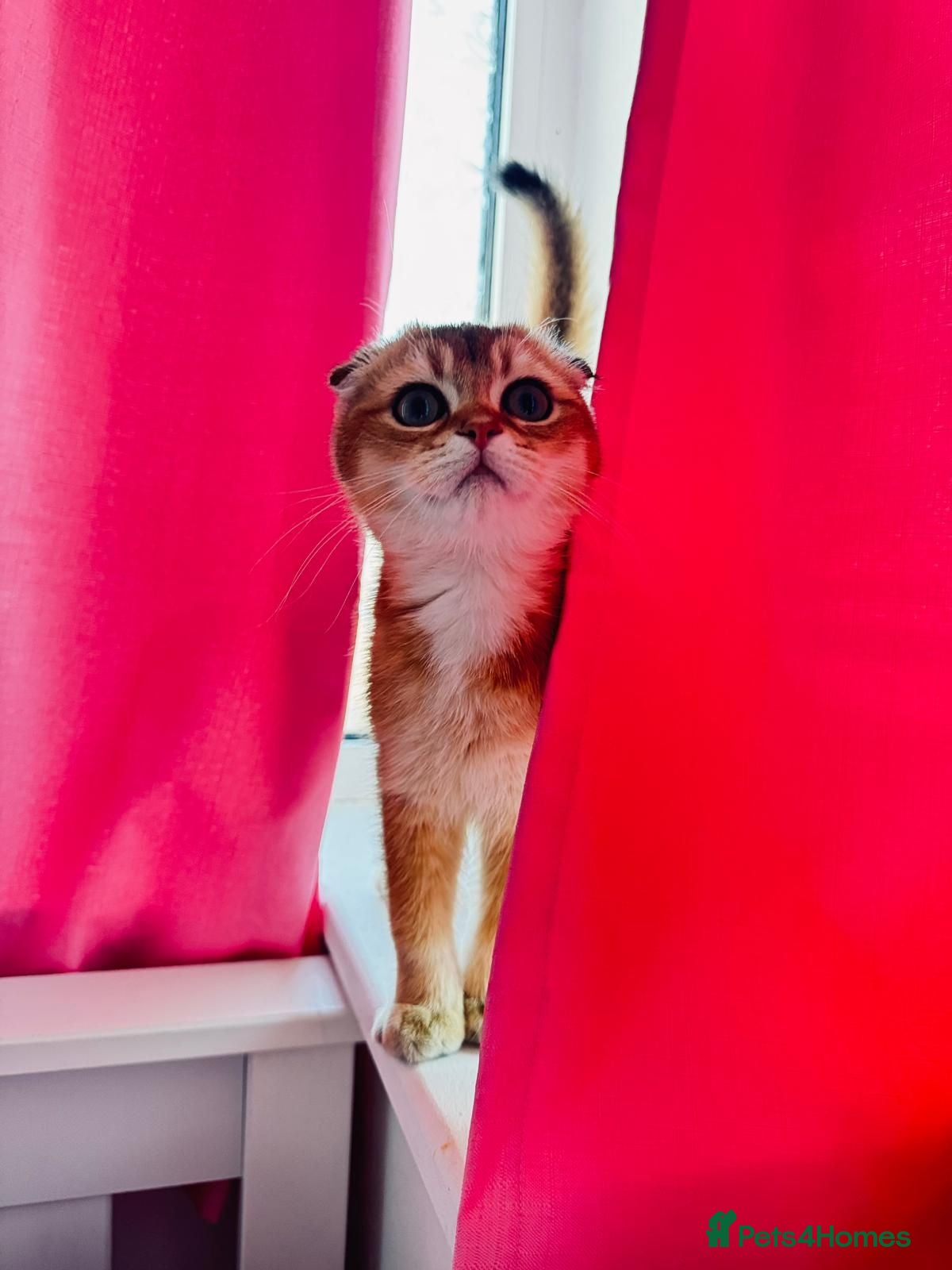 Scottish Fold cats 🐾 TICA Registered Scottish Fold Boy  🩵 - Advert 1