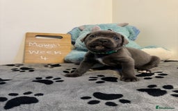 Cane Corso dogs for sale: Cane corso puppies for sale  - Image 18