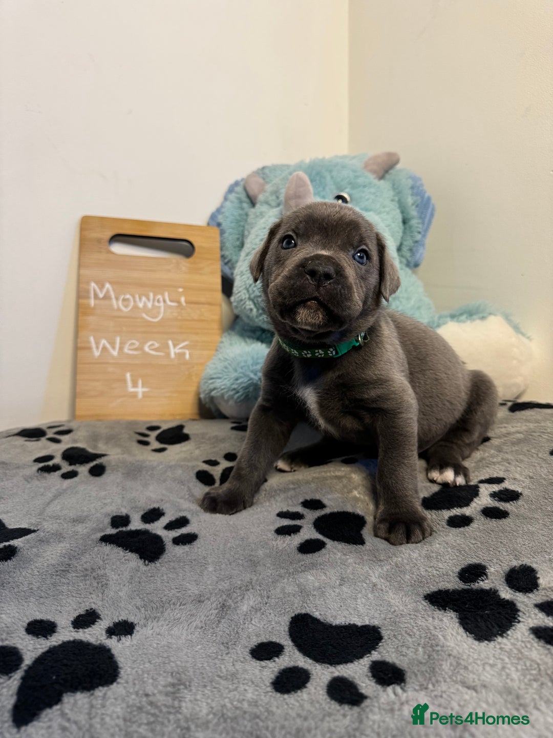Cane Corso dogs for sale: Cane corso puppies for sale  - Image 18