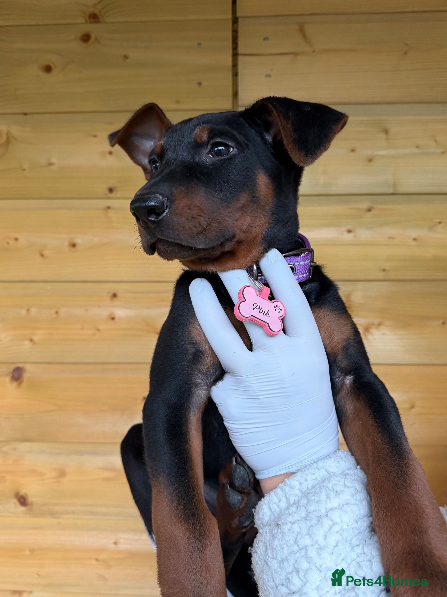 Chinese Red Dog dogs for sale: 2 CHINESE RED DOG GIRLS LEFT 🇨🇳 🐶 ( AVAILABLE ) - Advert 2