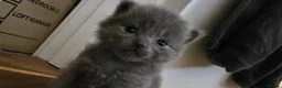 Ragdoll cats for sale: Ragdoll/Siberian mix kittens - Advert 30