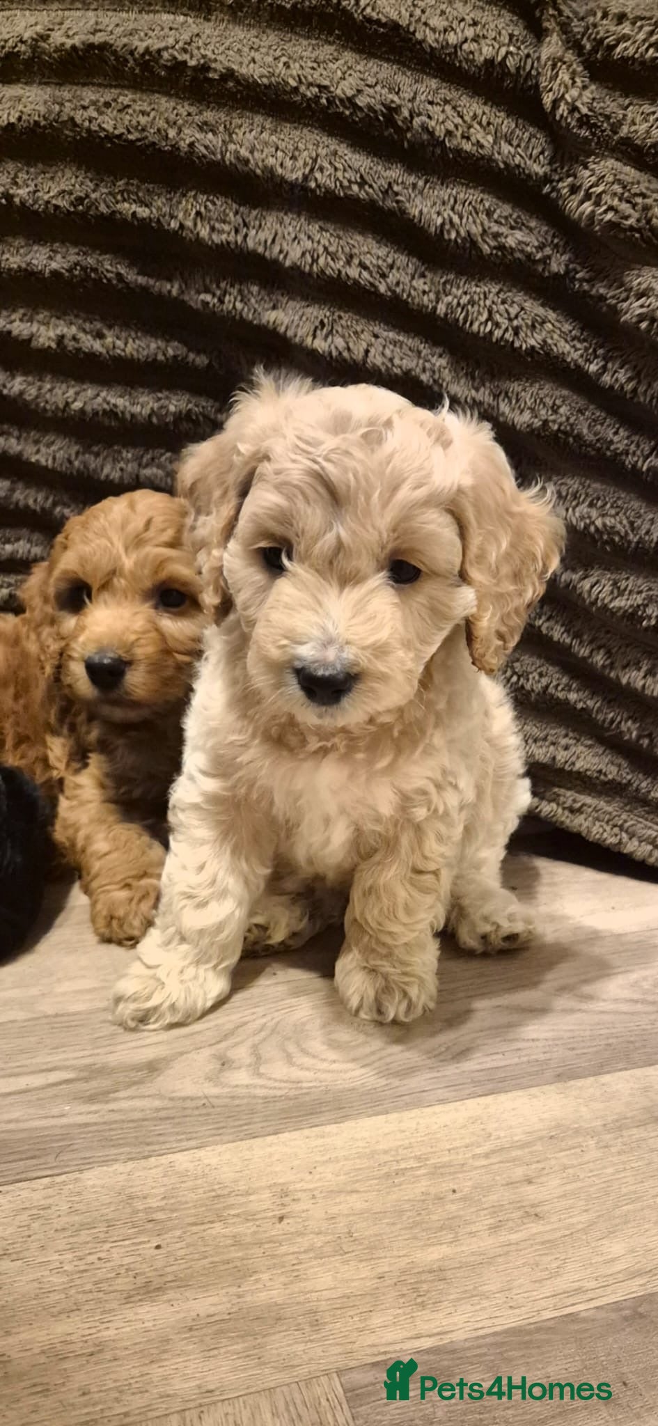 Cockapoo dogs F1 red boy and golden boy available  - Advert 8