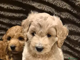 Cockapoo dogs F1 red boy and golden boy available - Advert 8
