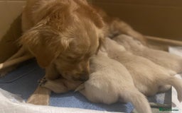 Golden Retriever dogs for sale: Expecting golden retriever puppies - Image 8