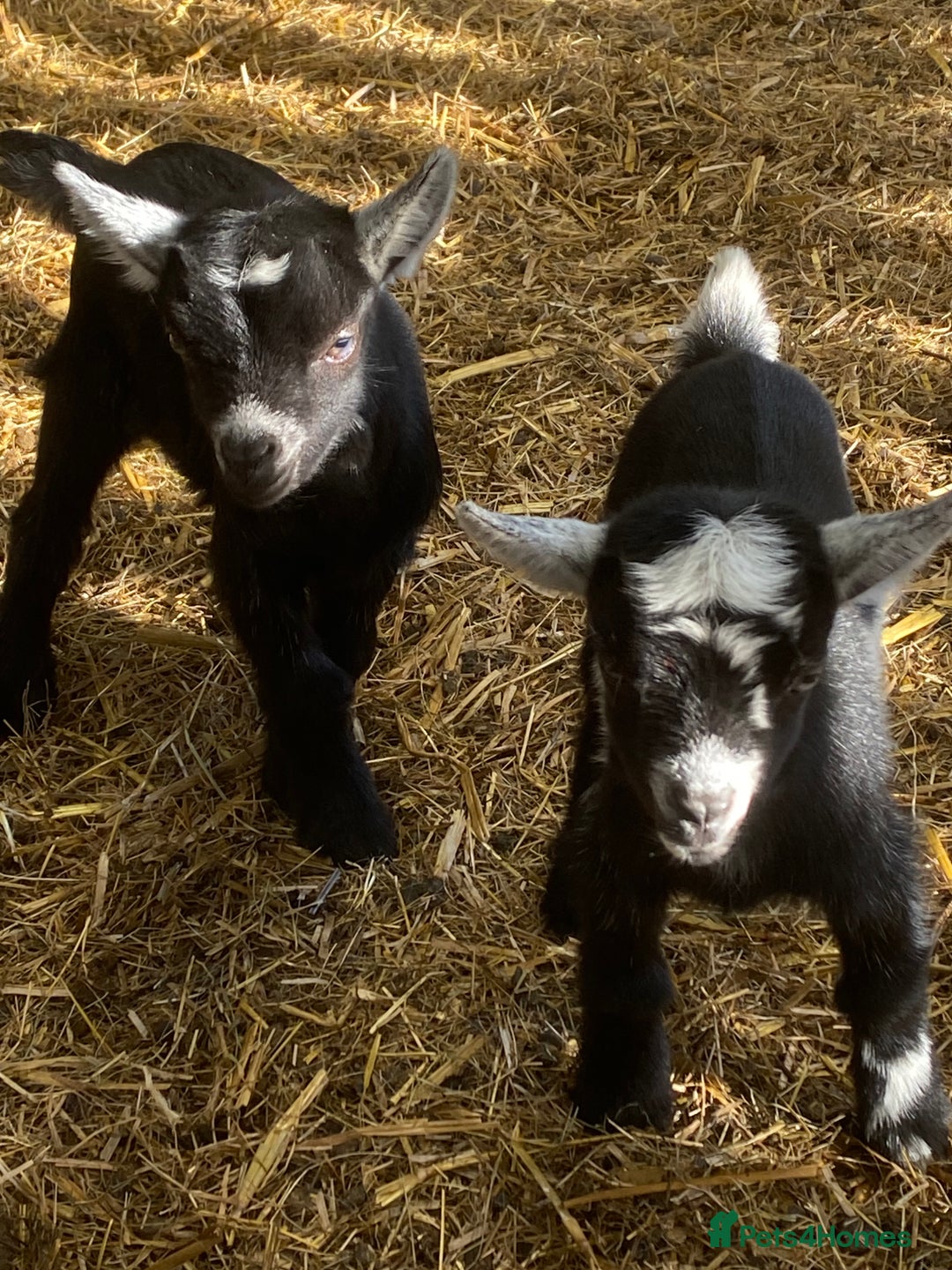 Goats livestock for sale: Pygmy goat wether kids - Image 3