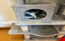 British Shorthair cats for sale: LAST 3 GIRLS CHAMPION BLOOD LINES BSH KITTENS - Image 15