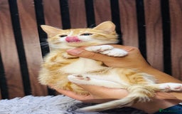 Mixed Breed cats for sale: 🎃 4 Pumpkin Gingers & 2 Phantom Kittens 👻 - Image 19