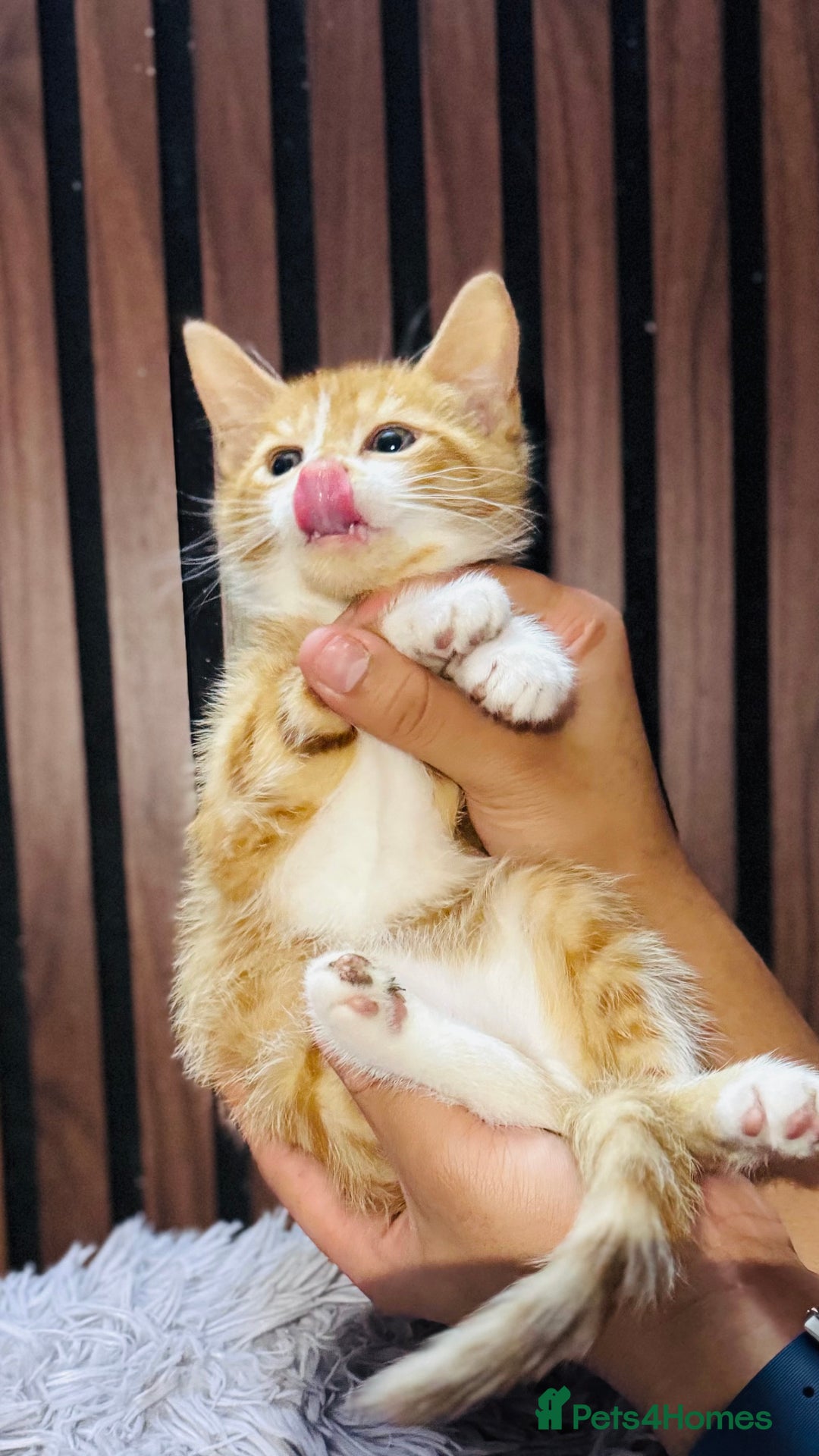 Mixed Breed cats for sale: 🎃 4 Pumpkin Gingers & 2 Phantom Kittens 👻 - Image 19