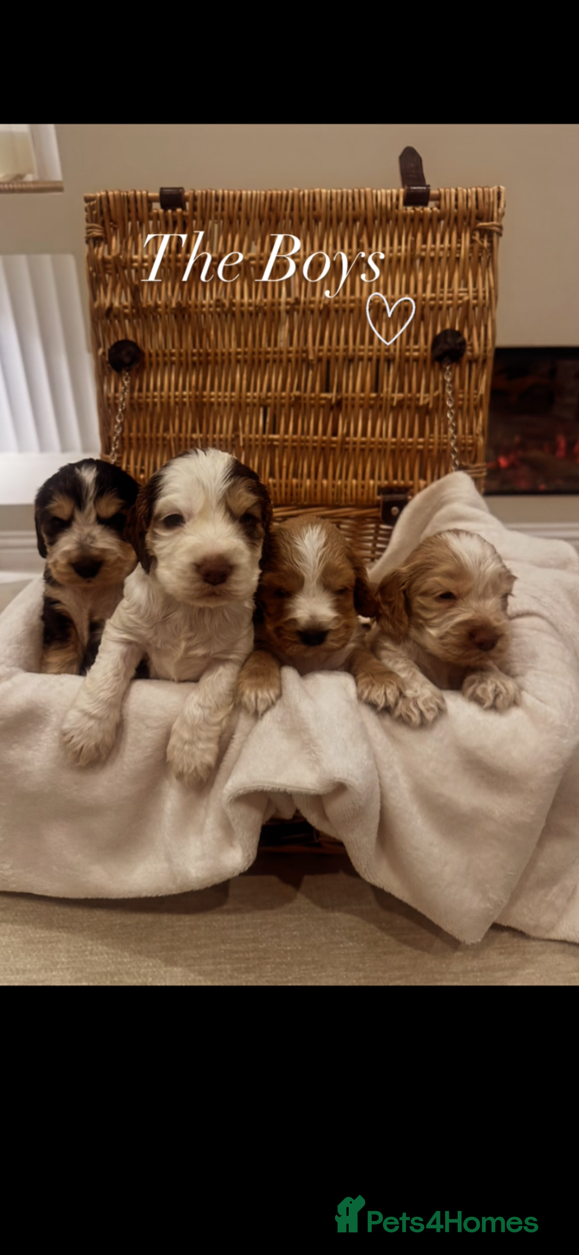 Cocker Spaniel dogs Show Type Cocker Spaniels Health Tested parent - Advert 10