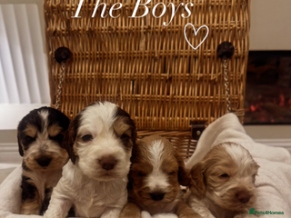 Cocker Spaniel dogs Show Type Cocker Spaniels Health Tested parent - Advert 1