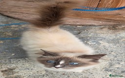 Ragdoll cats for sale: Beautiful Blue Blaze Ragdoll Female - Image 4