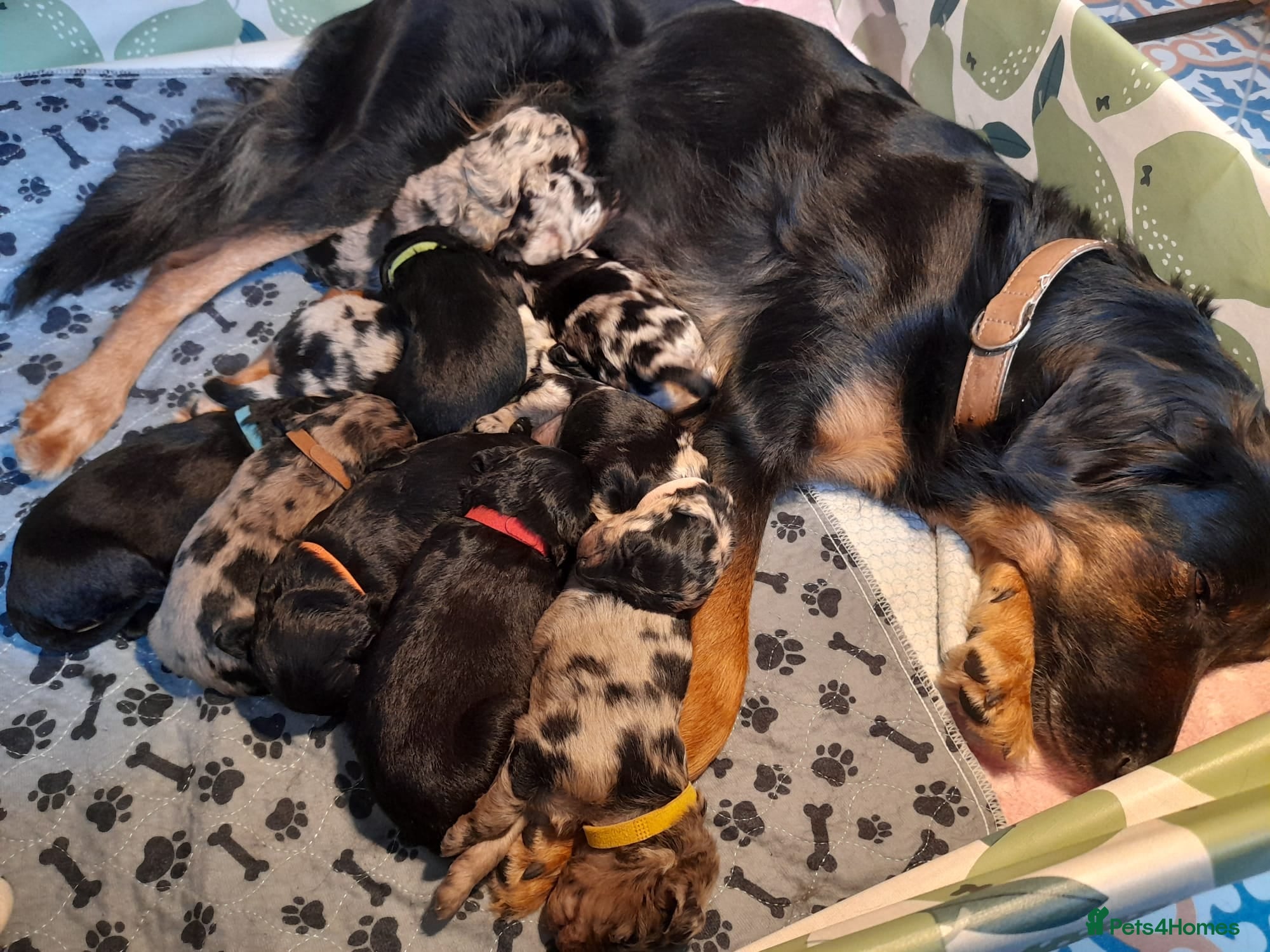 Mixed Breed dogs Beautiful Huntadoodles - Advert 1