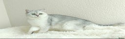 British Shorthair cats for sale: Registered British Shorthair – Angel, White Silver - Advert 5