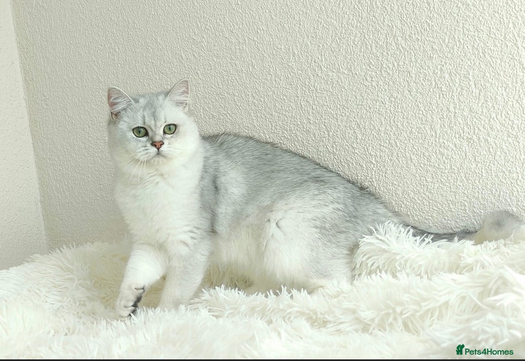British Shorthair cats for sale: Registered British Shorthair – Angel, White Silver - Advert 5