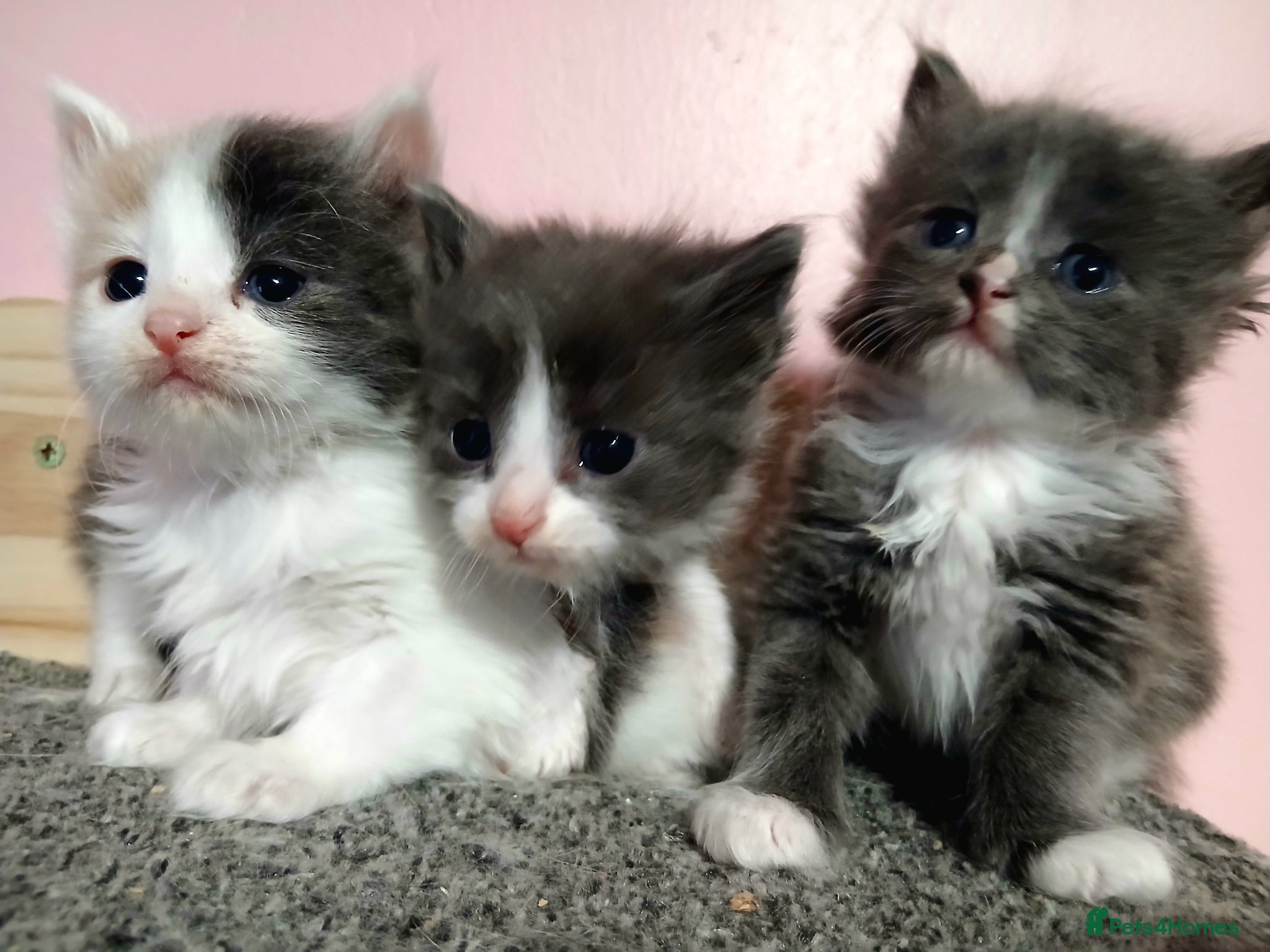 British Longhair cats Stunning british longhair kittens  - Advert 2